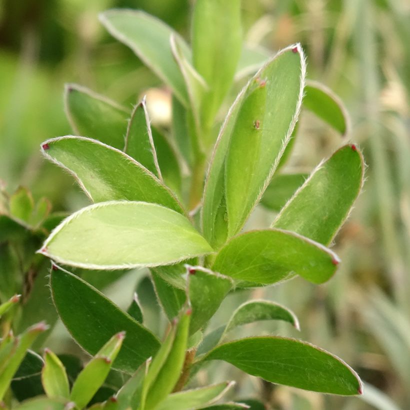 Leucadendron salignum x laureolum Safari Goldstrike - Conebush (Foliage)