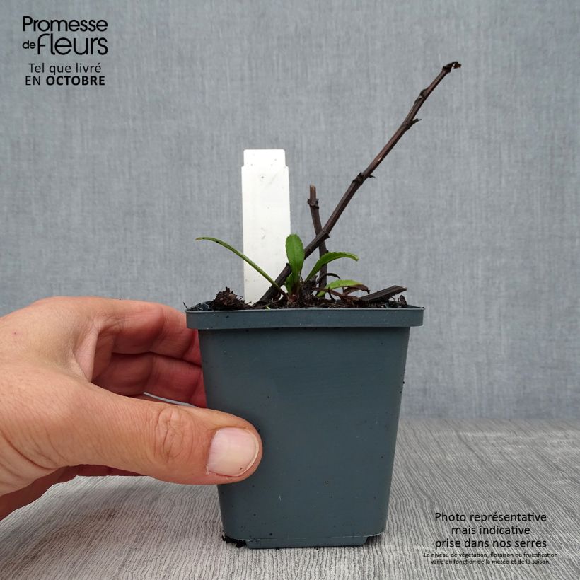 Leucanthemum superbum Polaris - Shasta Daisy 8/9 cm pot sample as delivered in autumn