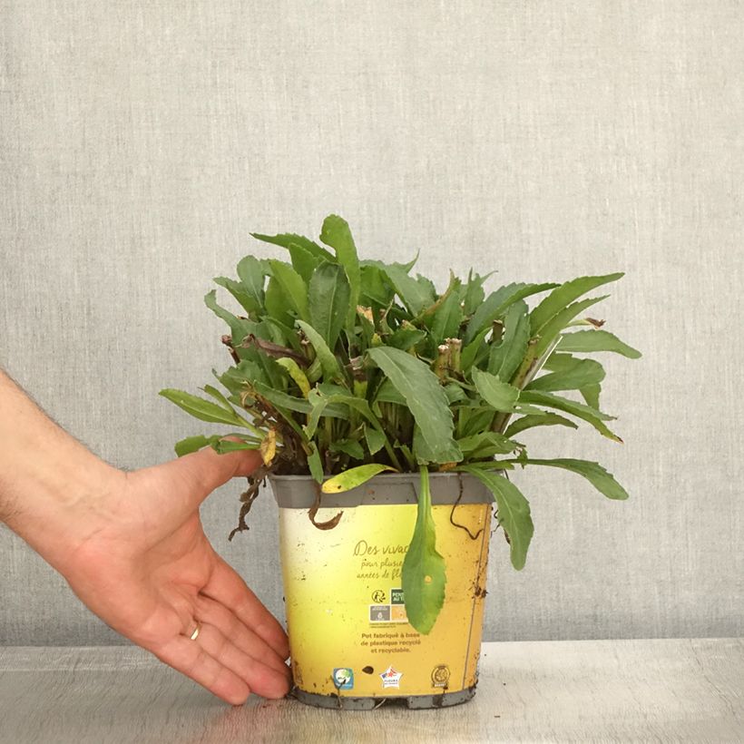 Leucanthemum superbum Broadway Lights - Shasta Daisy 2L/3L pot sample as delivered in autumn