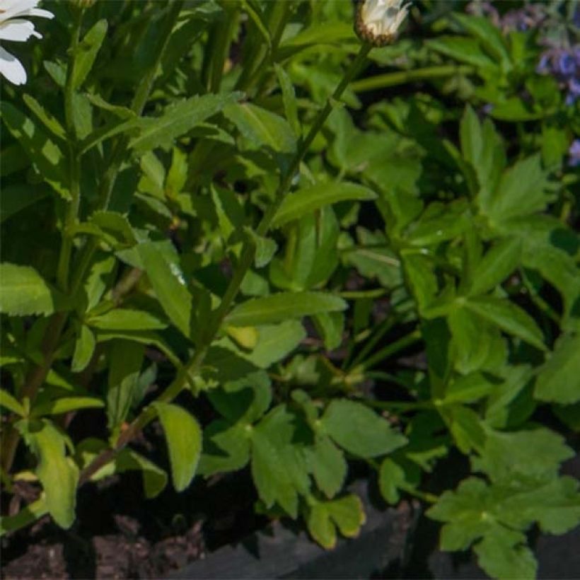 Leucanthemum superbum Real Galaxy - Shasta Daisy (Foliage)