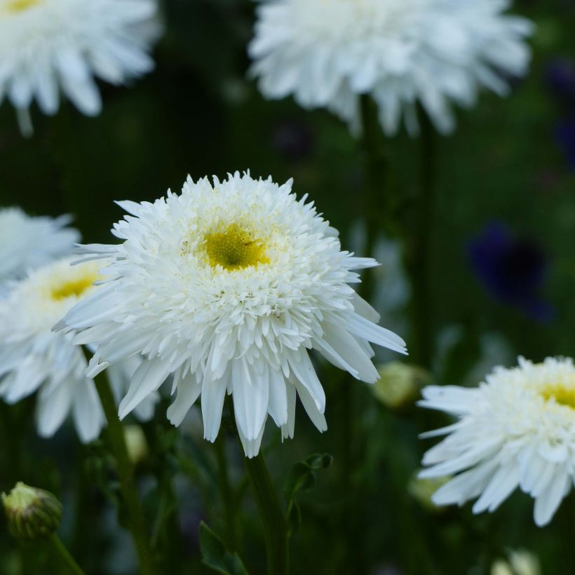 Leucanthemum superbum Wirral Supreme - Shasta Daisy (Flowering)