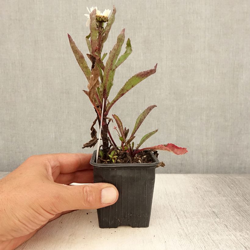 Leucanthemum superbum Brightside - Shasta Daisy 8/9 cm pot sample as delivered in summer