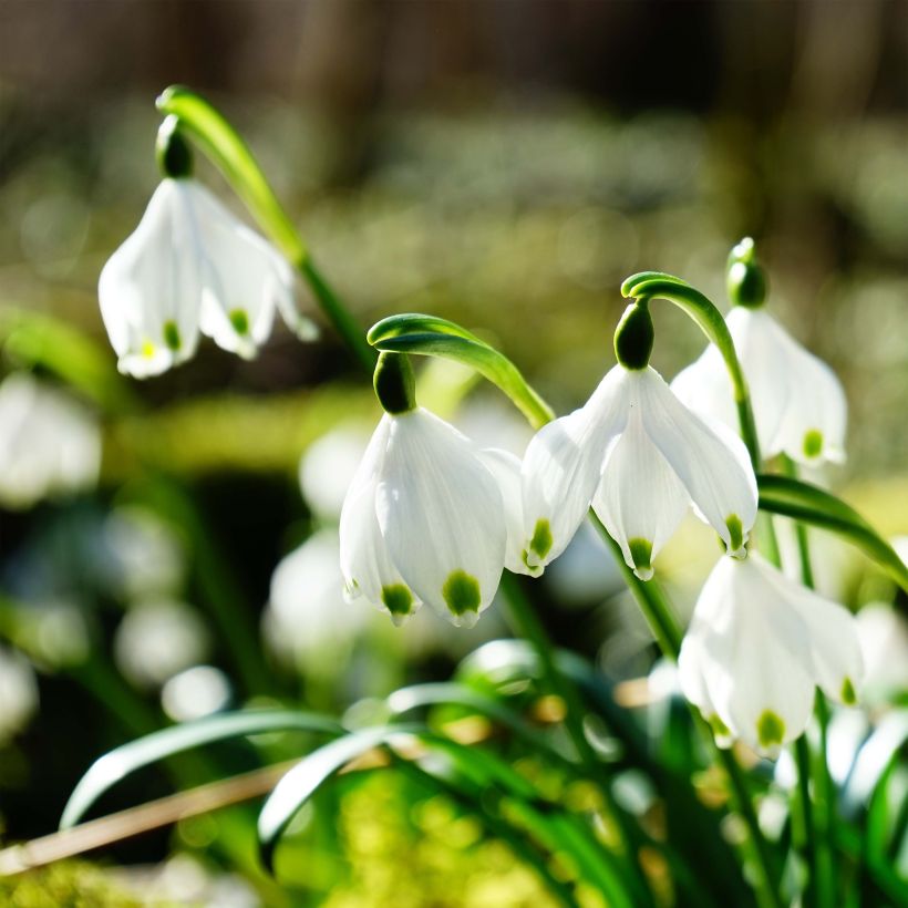 Leucojum vernum - Spring Snowflake (Flowering)