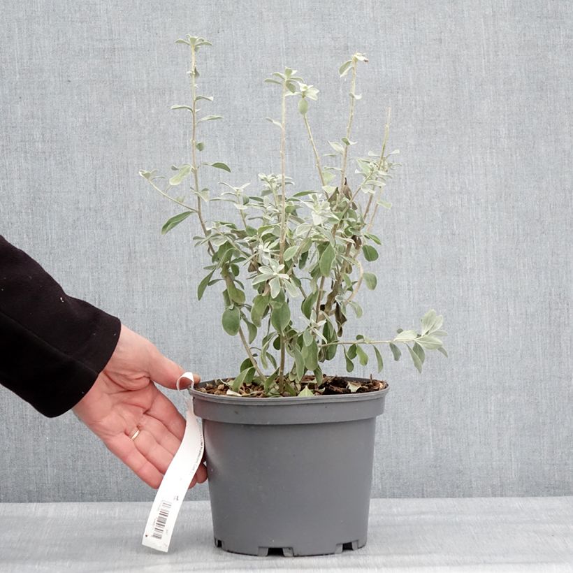 Leucophyllum frutescens 3L/4L pot sample as delivered in winter