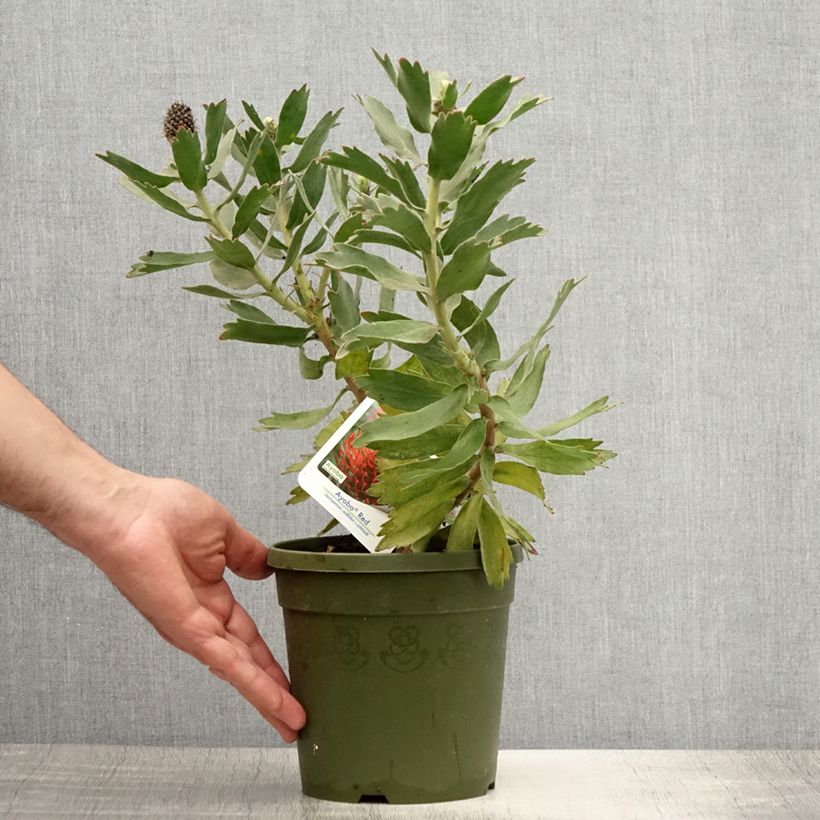 Leucospermum Ayoba Red - Red Spike Pincushion 2L/3L pot sample as delivered in summer