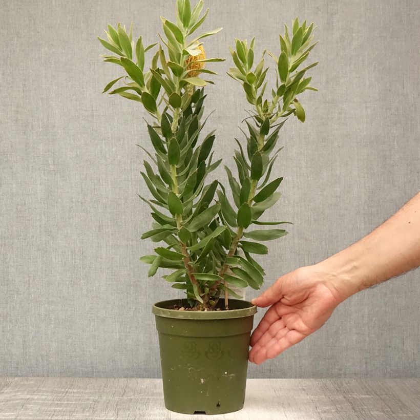 Leucospermum cordifolium Copper Carnival 2L/3L pot sample as delivered in summer