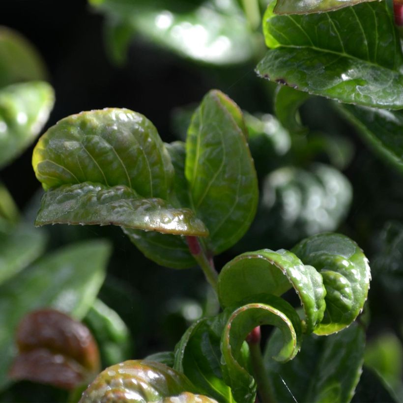 Leucothoe axillaris Curly Red (Foliage)