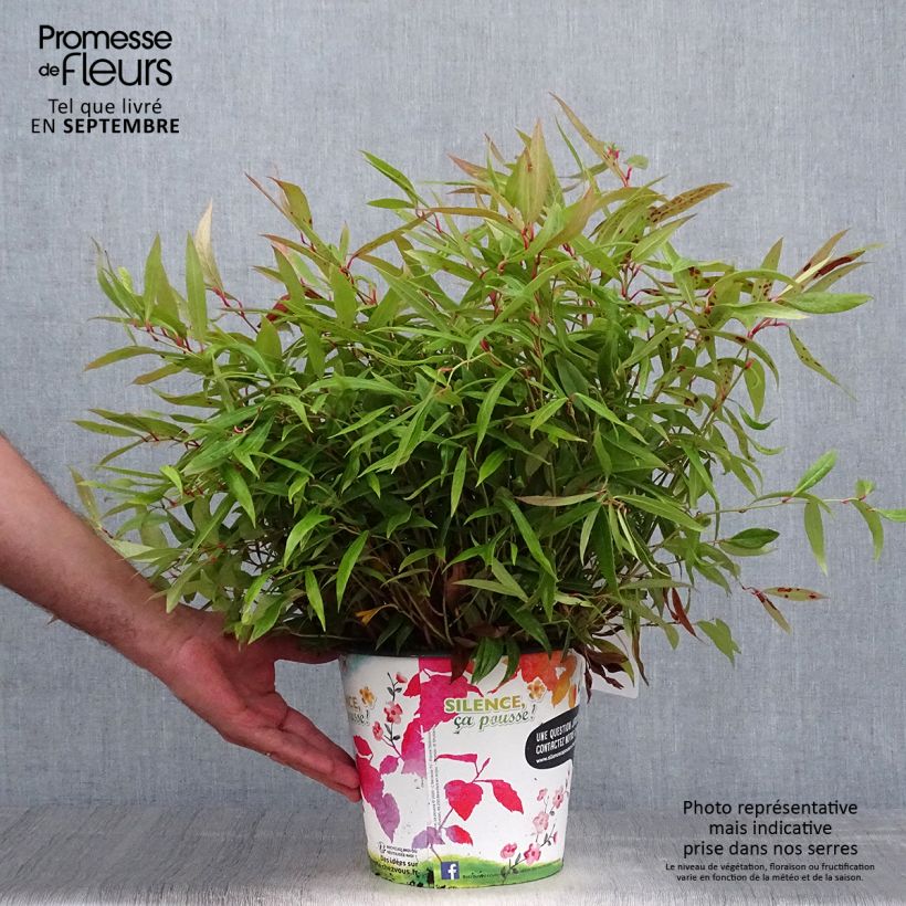 Leucothoe axillaris Red Lips 4L/5L pot sample as delivered in autumn