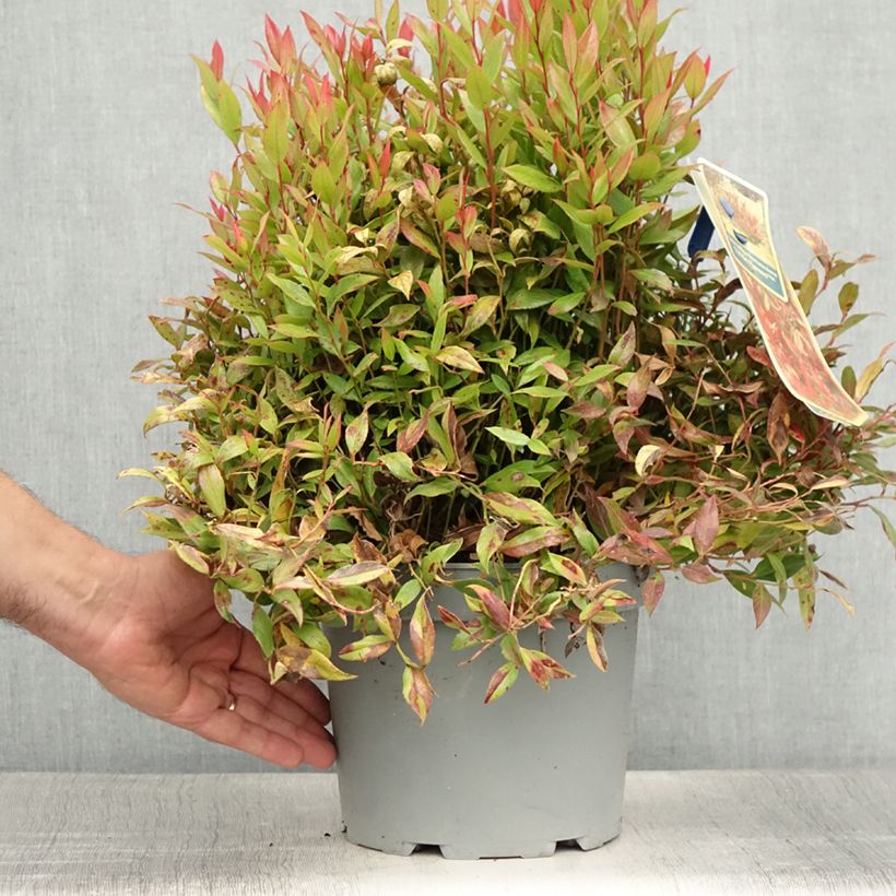 Leucothoe fontanesiana Little Flames 4L/5L pot sample as delivered in summer