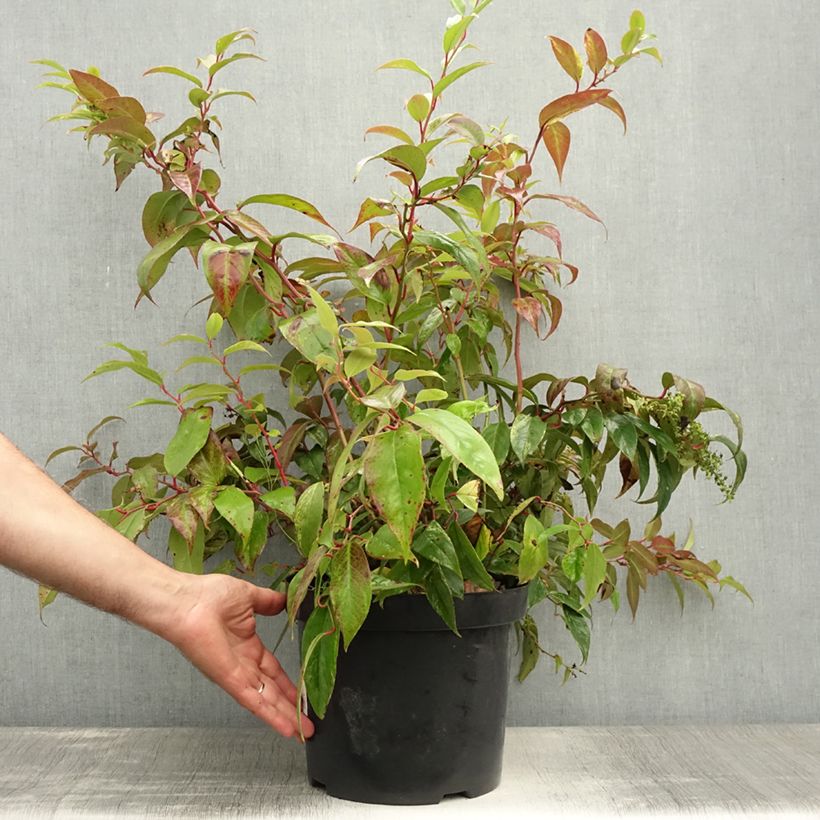 Leucothoe fontanesiana Rainbow 7.5L/10L pot sample as delivered in summer
