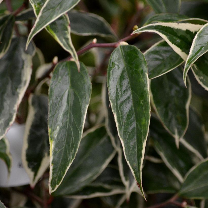 Leucothoe fontanesiana Whitewater (Foliage)