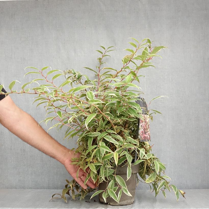 Leucothoe fontanesiana Whitewater 4L/5L pot sample as delivered in summer