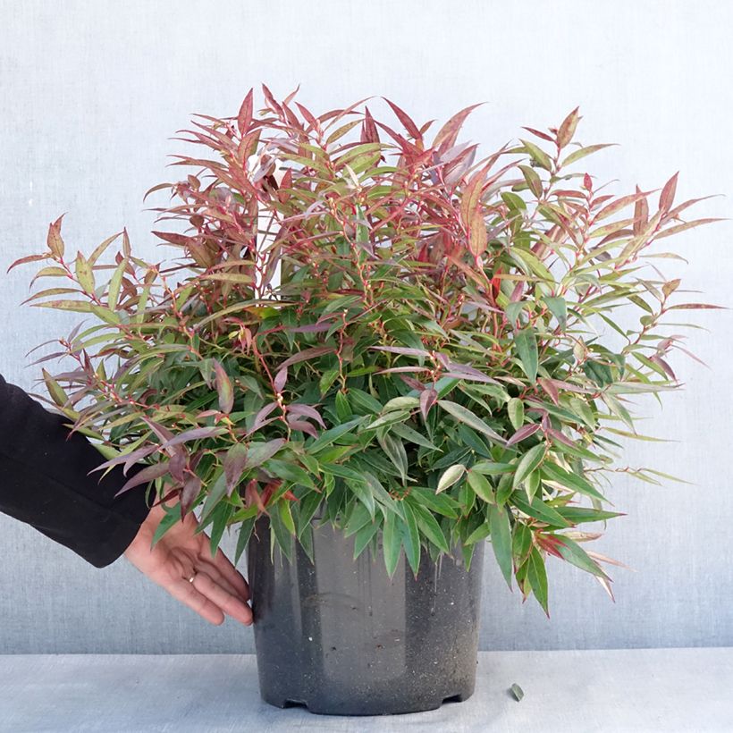 Leucothoe keiskei Burning Love 7.5L/10L pot sample as delivered in winter