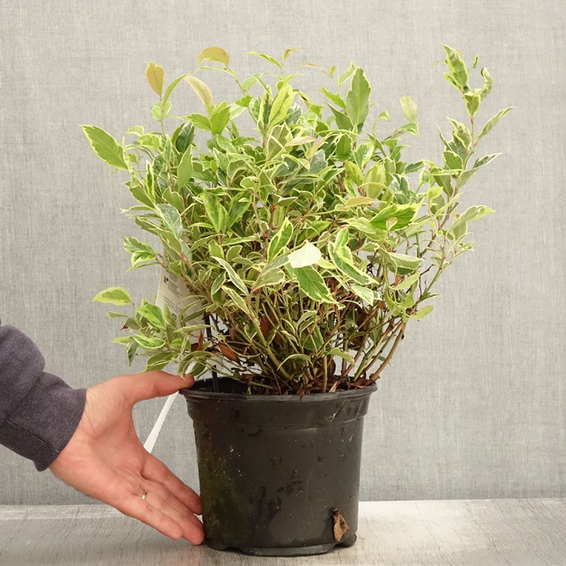Leucothoe Firestar 2L/3L pot sample as delivered in autumn