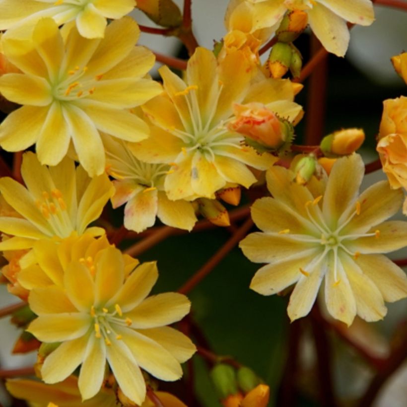 Lewisia cotyledon Golden Yellow (Flowering)