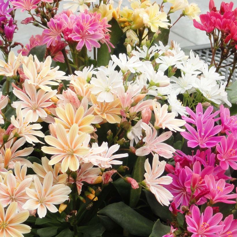 Lewisia cotyledon Elise Mix (Flowering)