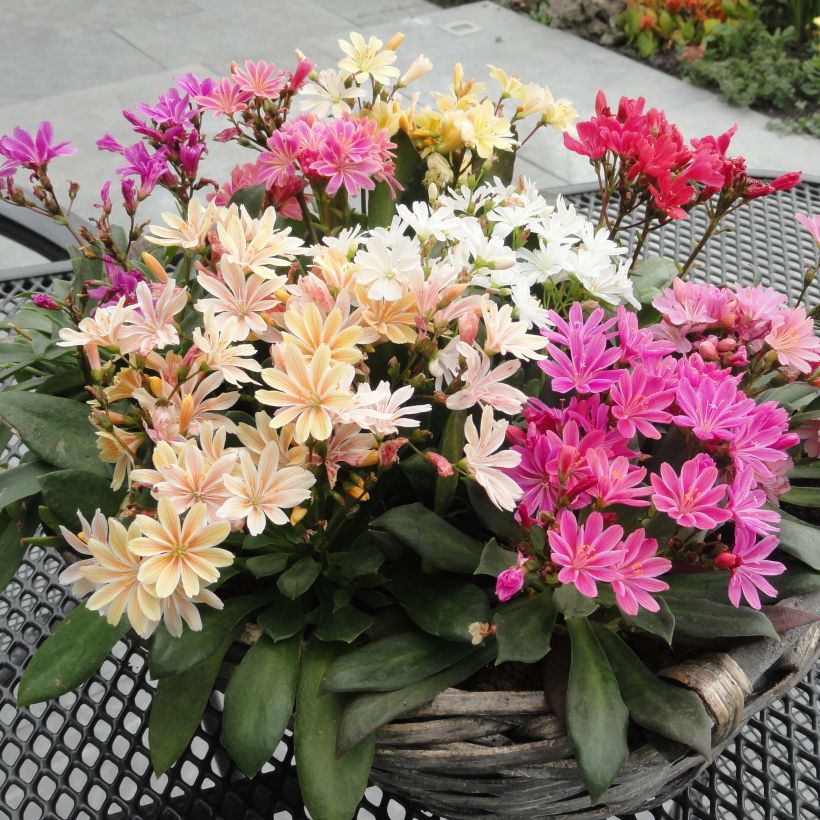 Lewisia cotyledon Elise Mix (Plant habit)