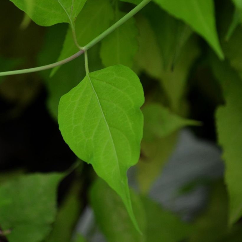 Leycesteria formosa Golden Lanterns (Foliage)