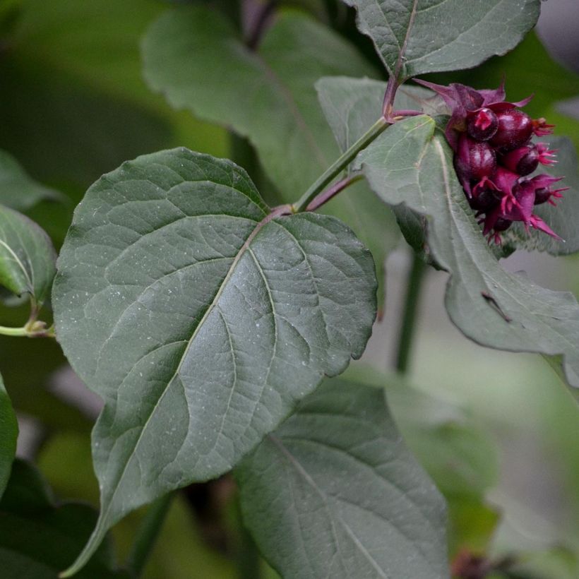 Leycesteria formosa Purple Rain (Foliage)
