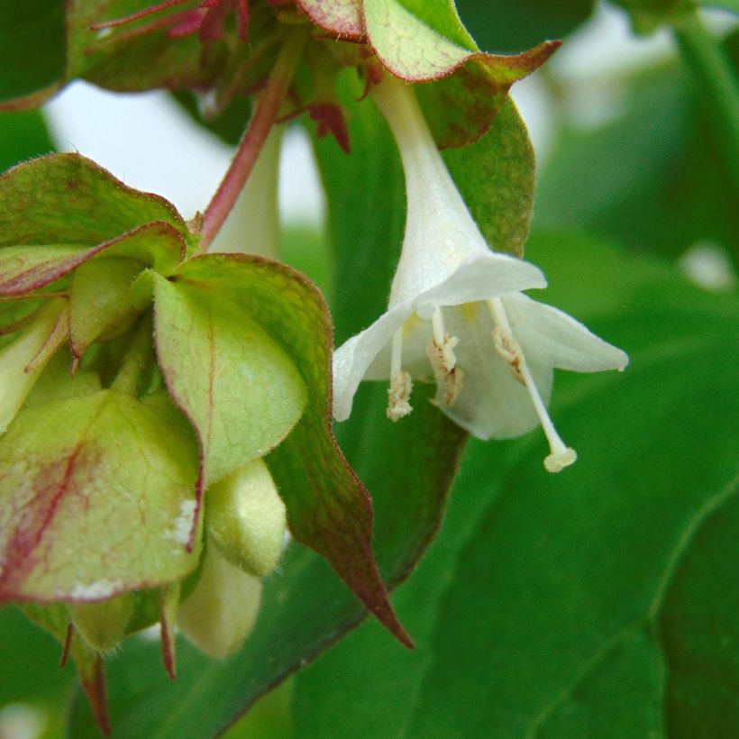 Leycesteria formosa Purple Rain (Flowering)