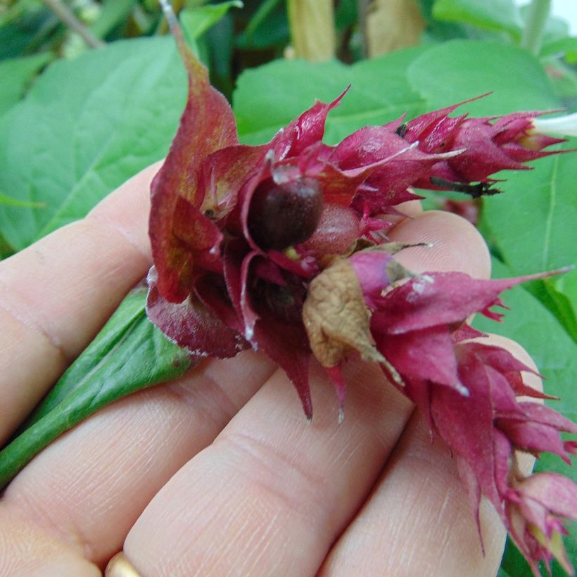 Leycesteria formosa Purple Rain (Harvest)