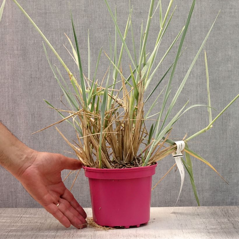Leymus arenarius 2L/3L pot sample as delivered in summer