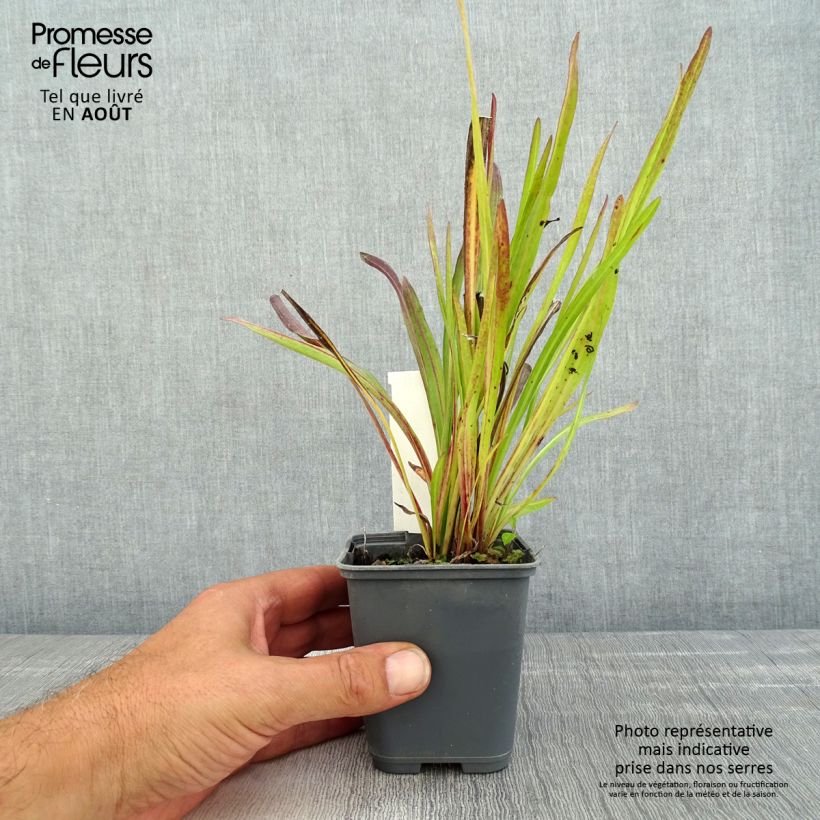 Liatris ligulistylis 8/9 cm pot sample as delivered in summer