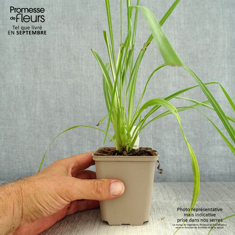 Liatris pycnostachya 8/9 cm pot sample as delivered in summer