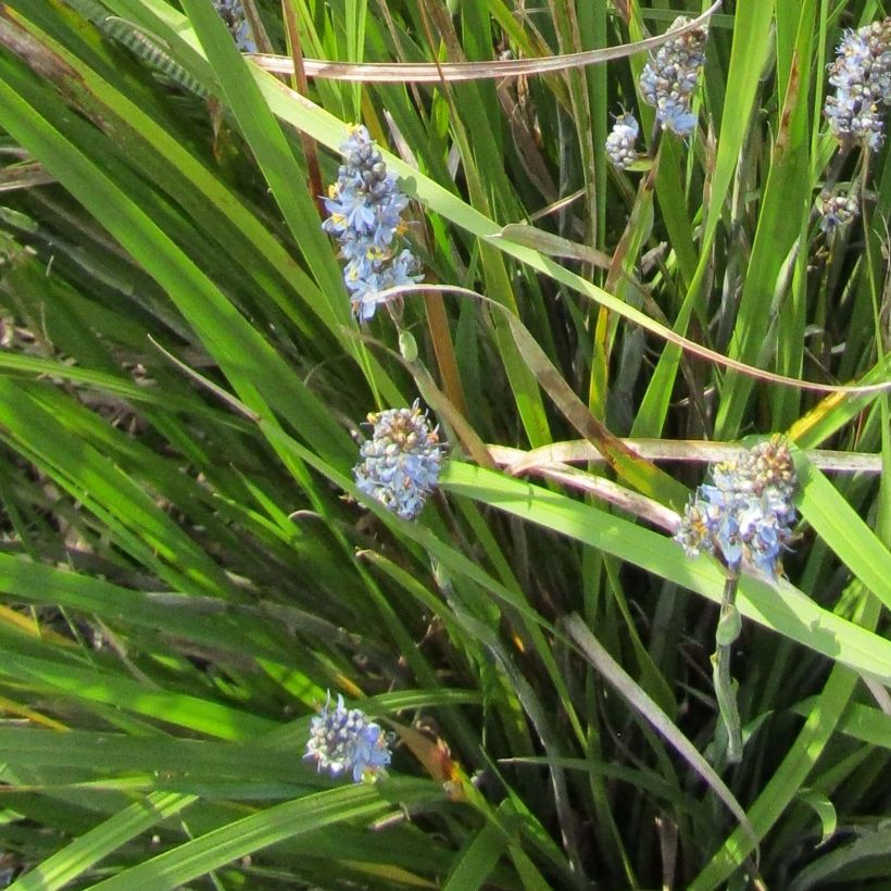 Libertia sessiliflora Caerulescens (Flowering)