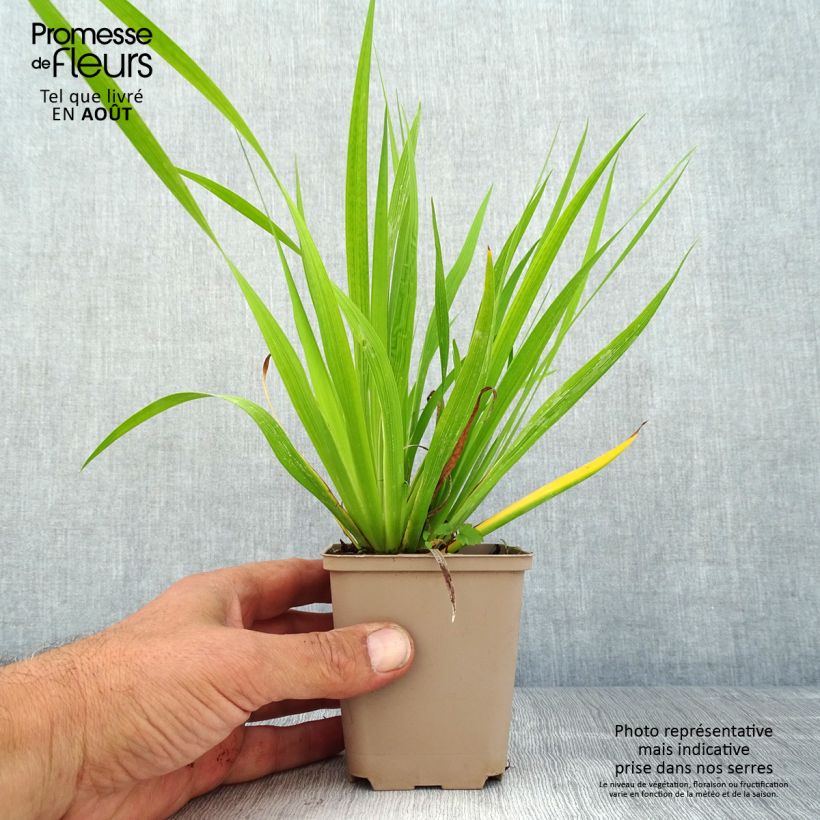 Libertia formosa 8/9 cm pot sample as delivered in summer