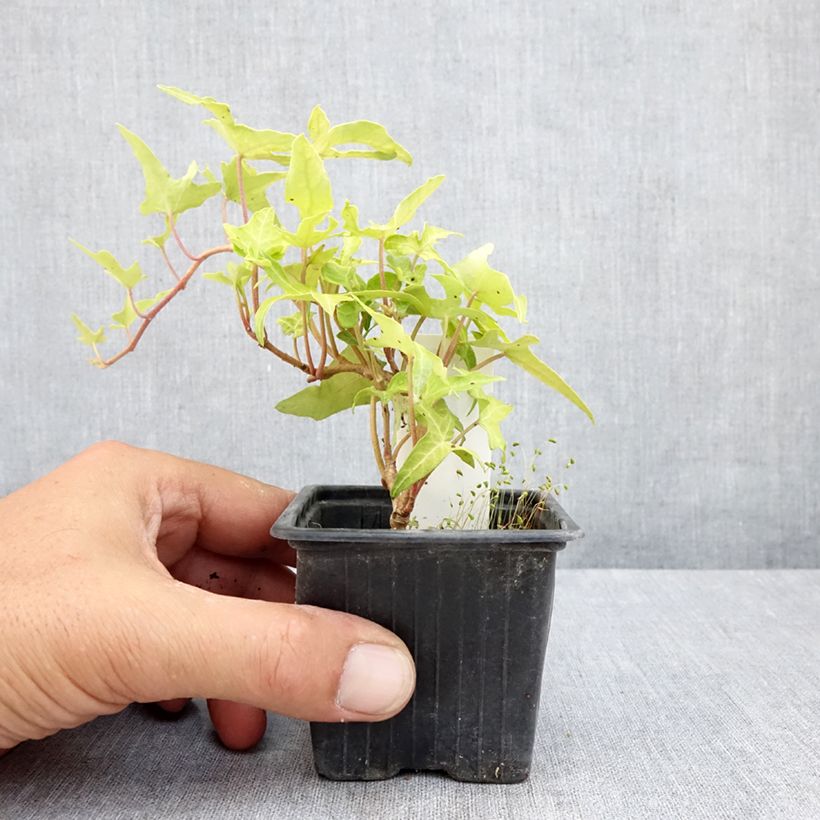 Hedera helix CourageCommon ivy 8/9 cm pot sample as delivered in summer