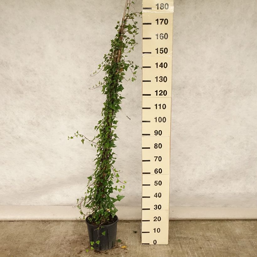 Hedera helix - Common Ivy 4L/5L pot sample as delivered in summer