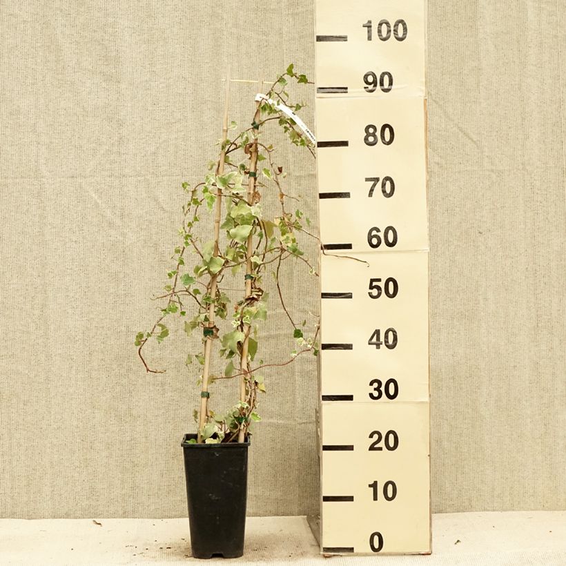 Hedera helix Eva - Common Ivy 2L/3L pot sample as delivered in summer