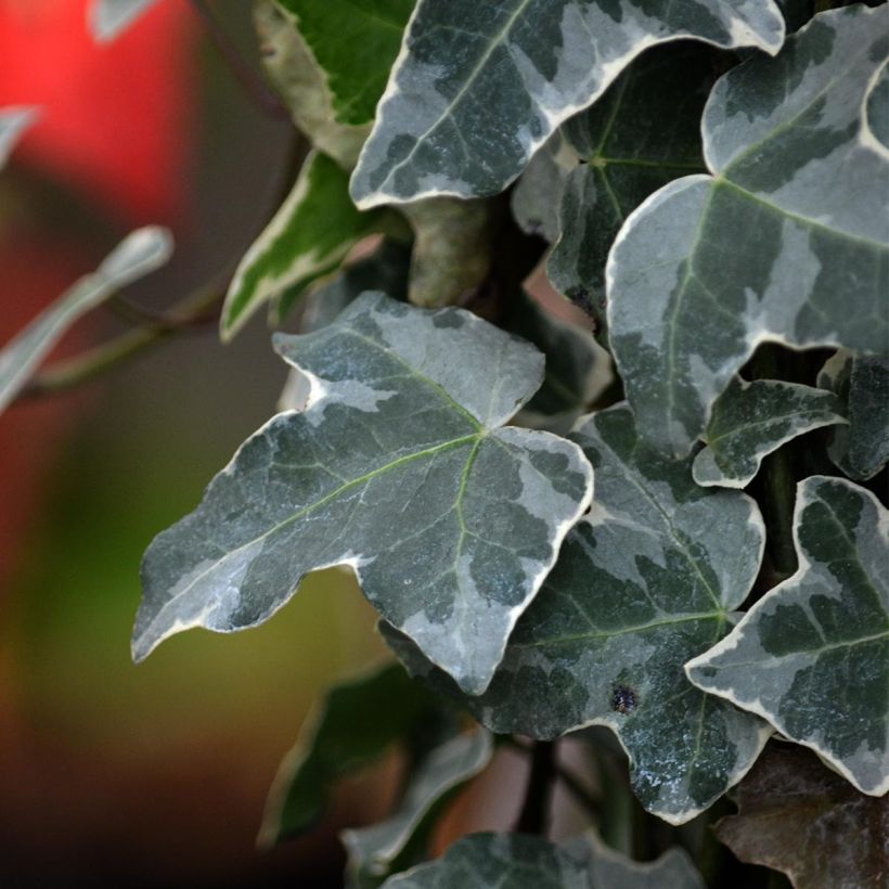 Hedera helix Glacier - Common Ivy (Foliage)