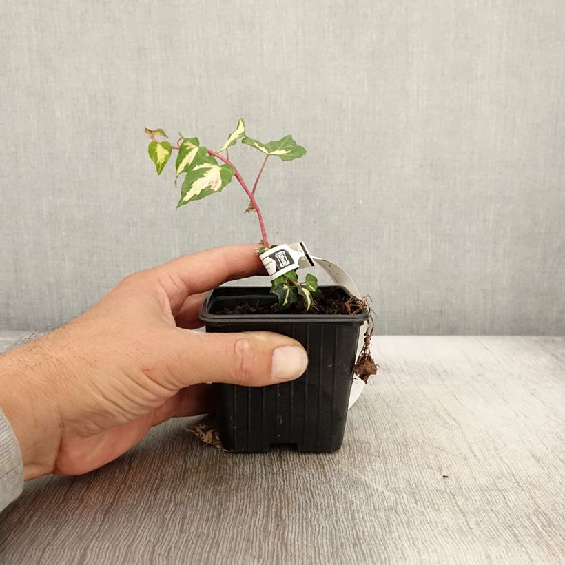 Hedera helix Goldheart - Common Ivy 8/9 cm pot sample as delivered in autumn