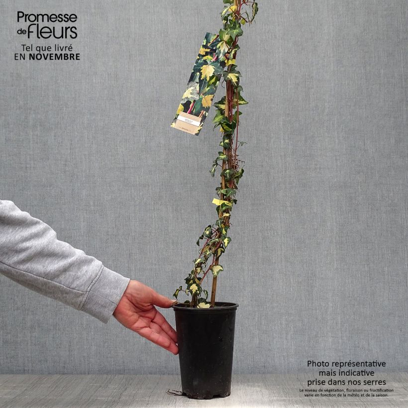 Hedera helix Goldheart - Common Ivy 1.5L/2L pot sample as delivered in autumn