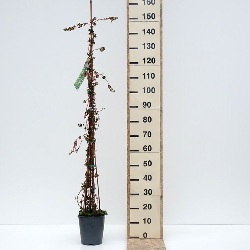 Hedera helix Goldheart - Common Ivy 4L/5L pot sample as delivered in winter
