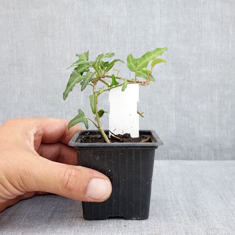 Hedera helix Kappeln - Common ivy 8/9 cm pot sample as delivered in summer