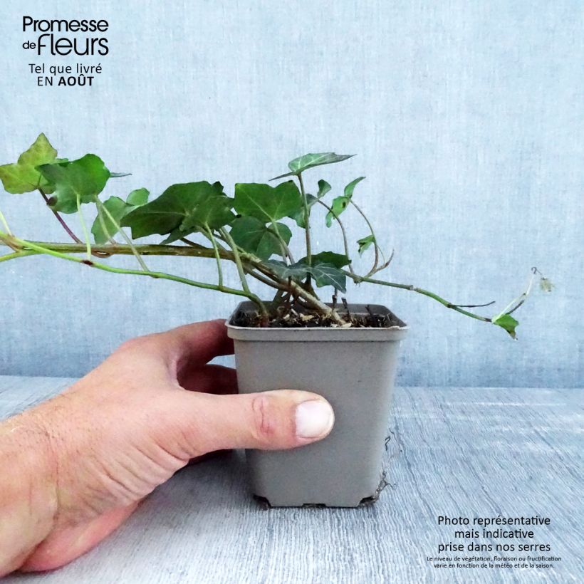 Hedera helix Woerner - Common Ivy 8/9 cm pot sample as delivered in summer