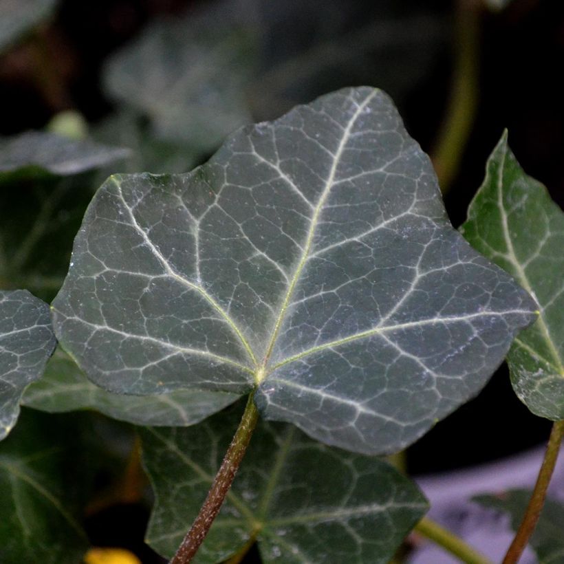 Hedera hibernica - Irish ivy (Foliage)