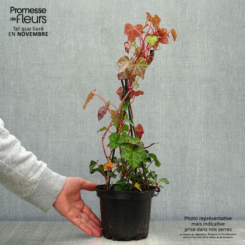 Hedera hibernica - Irish ivy 2L/3L pot sample as delivered in autumn