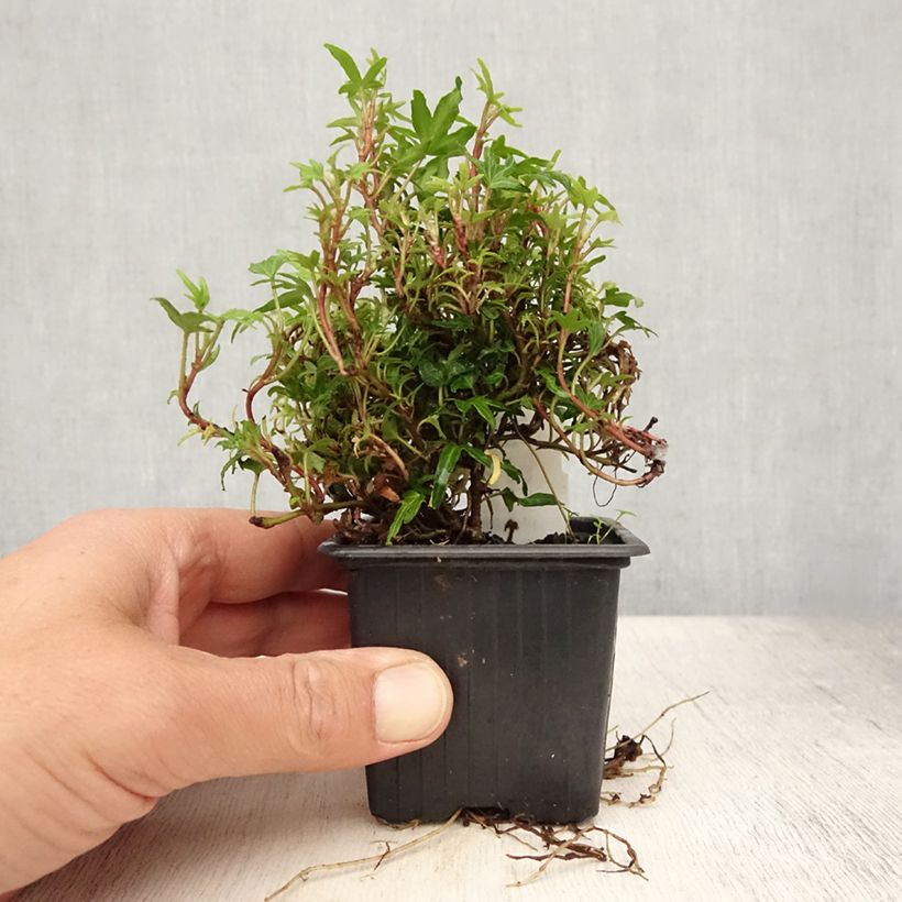 Hedera helix Dyinnii - English Ivy 8/9 cm pot sample as delivered in summer
