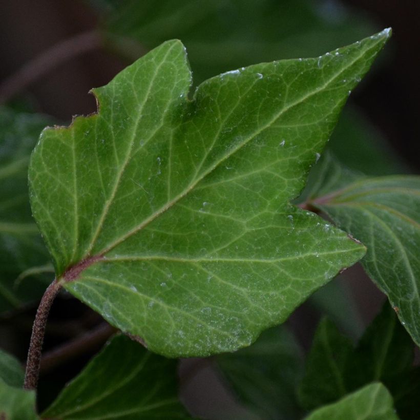 Hedera helix Green Ripple - Common Ivy (Foliage)