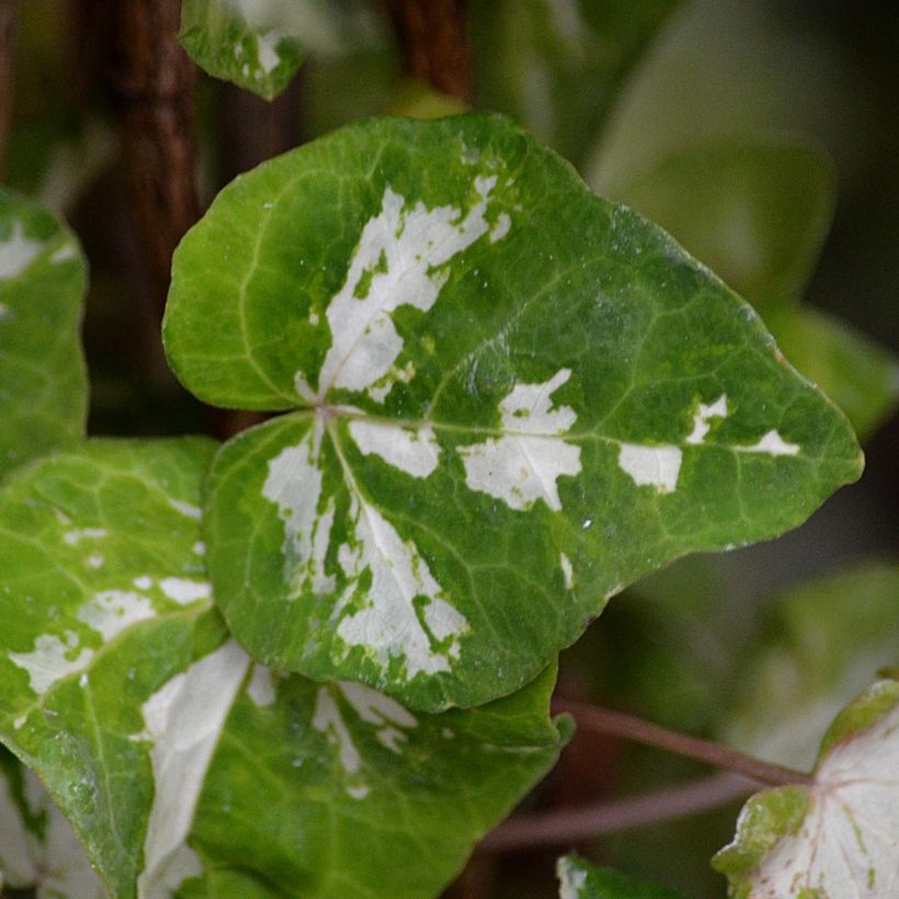 Hedera helix Kolibri - Common Ivy (Foliage)