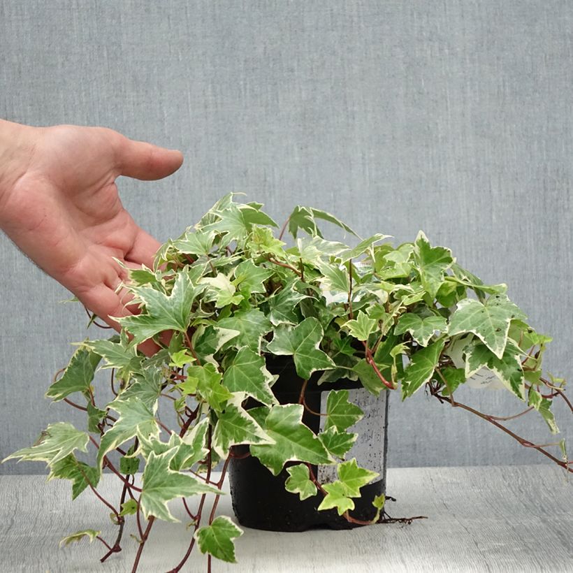 Hedera helix White Ripple - English Ivy 1.5L/2L pot sample as delivered in summer