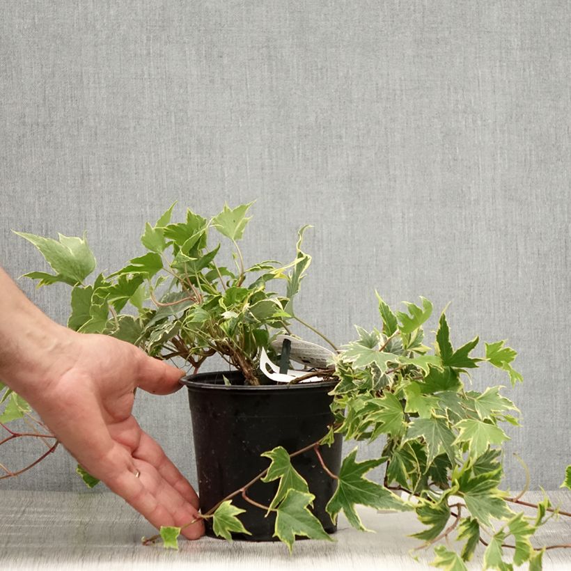 Hedera helix Yellow Ripple - English Ivy 1.5L/2L pot sample as delivered in summer