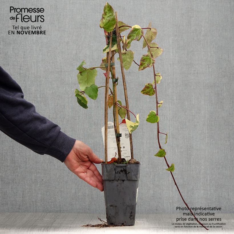 Hedera colchica Dentata Variegata - Persian Ivy 1L/1.5L pot sample as delivered in autumn