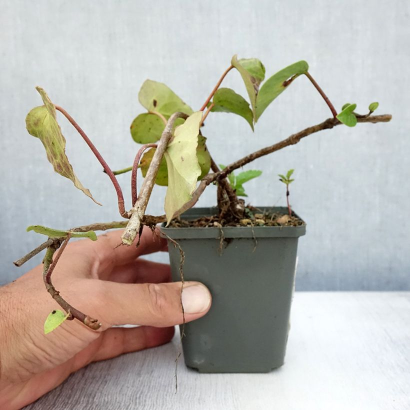 Hedera colchica - Persian Ivy 8/9 cm pot sample as delivered in summer