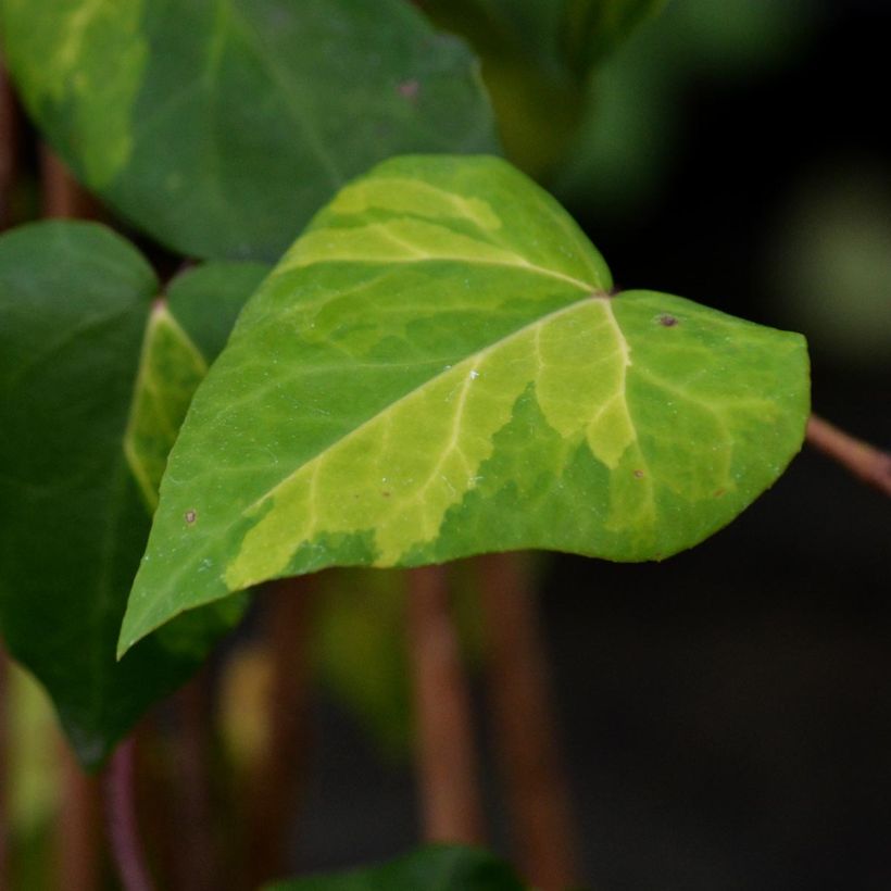 Hedera colchica 'Sulphur Heart' (Foliage)