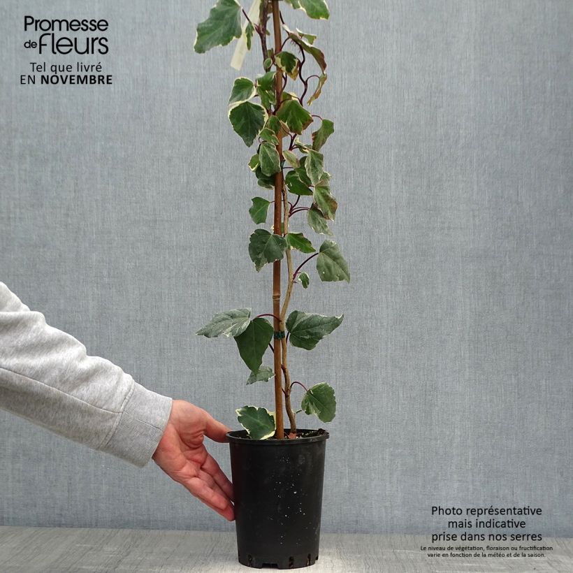 Hedera algeriensis Gloire de Marengo - Algerian Ivy 2L/3L pot sample as delivered in autumn